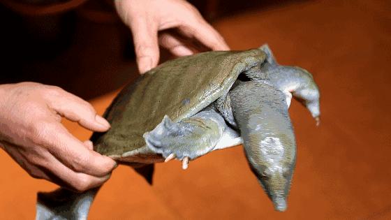 闇插彴澶氳倝鑺卞洯椁愬巺,澶氳倝妞嶇墿椁愬惂