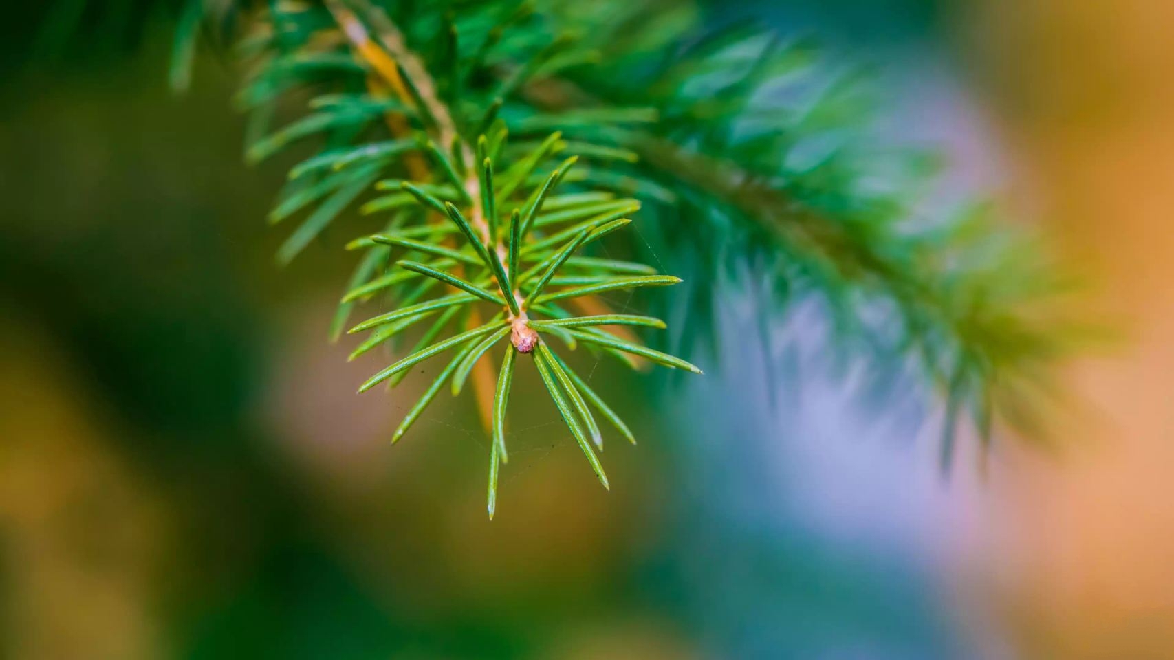 「手机壁纸目录」Intermezzo超清手机壁纸