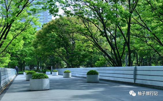 樱花旅行记全集视频,日本樱花7日游攻略大全