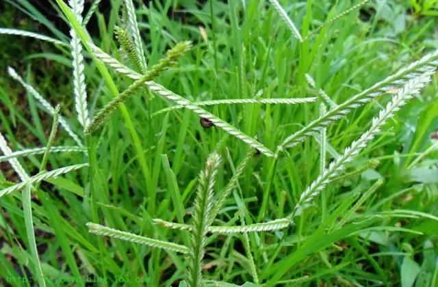 农村里常见的野草是药吗,农村常见野草中草药