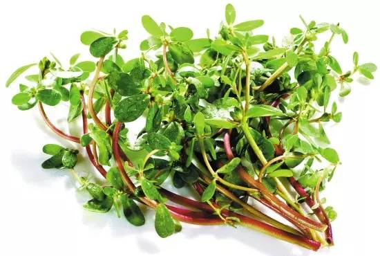 农村里常见的野草是药吗,农村常见野草中草药