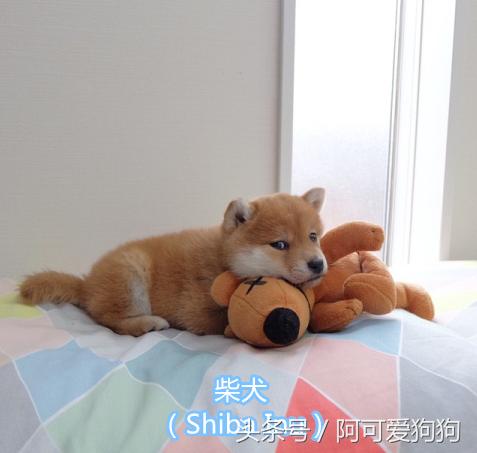 超级好看的大耳狗,短尾立耳狗