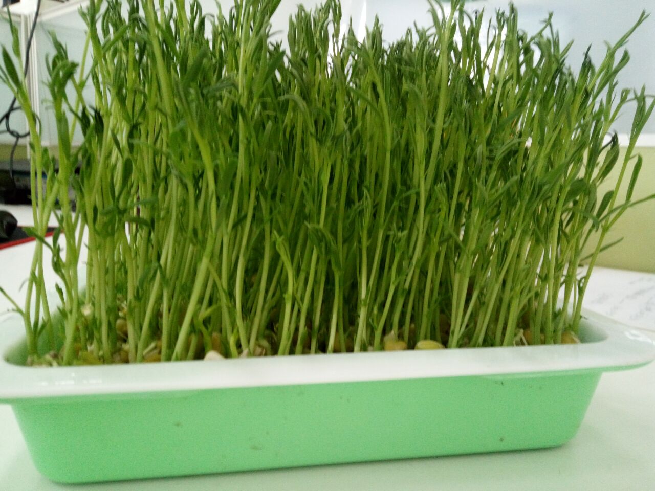 芽苗菜种植是坑吗,在地里种植芽苗菜