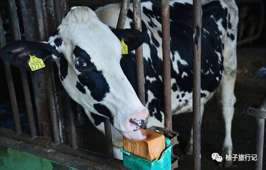 樱花旅行记全集视频,樱花季日本14天旅游攻略
