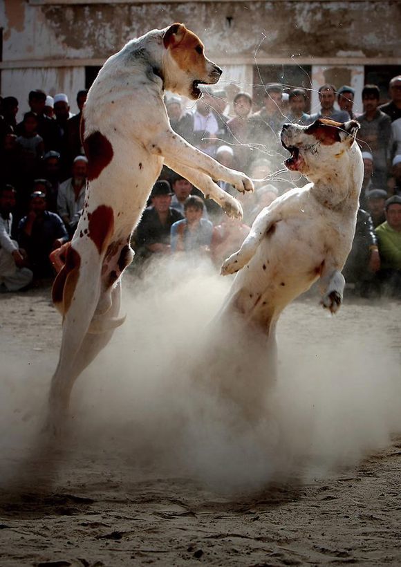 盘点十大帅气猛犬你值得拥有,十大猛犬排名加纳利