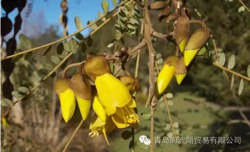 介绍新西兰特色的视频,新西兰植物