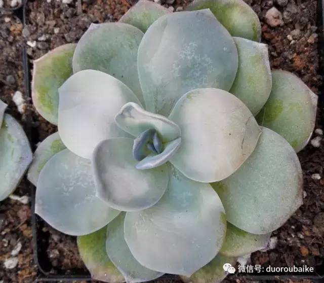 关于多肉植物冻伤：锻炼肉肉耐寒的两个方法！