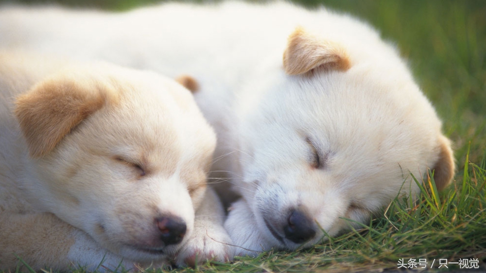 千万别给狗狗吃这些东西,狗狗能吃什么点心