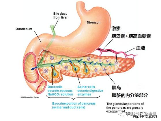 乔布斯几岁死于胰腺癌,乔布斯为什么不治胰腺癌