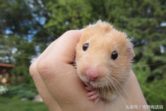 怎么照顾仓鼠才不会死,怎么样才能照顾好仓鼠