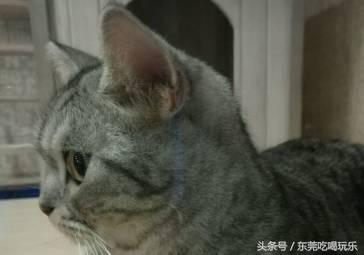 猫咪主题餐厅一览表,首家猫咪主题餐厅