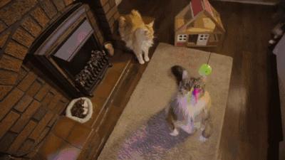 世界上最大的十种猫排名,打破吉尼斯纪录的猫