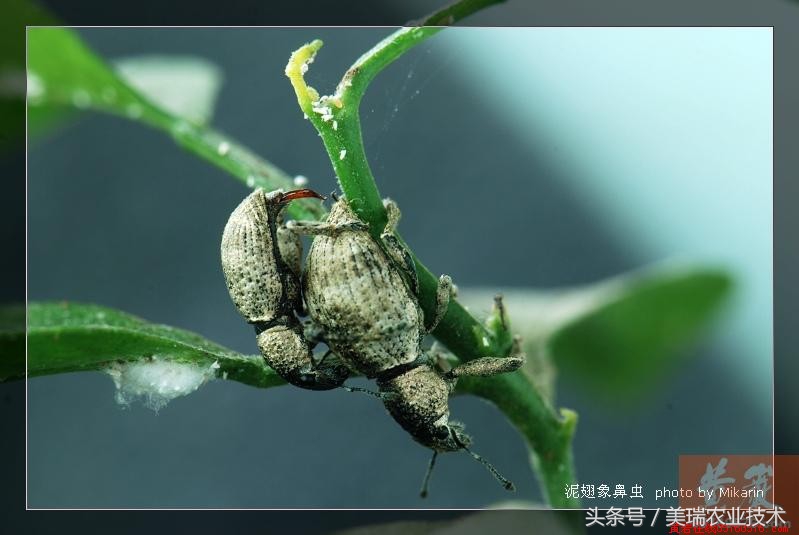 柑橘病虫害管理及营养管理ppt,柑橘花露白时应防治好哪些病虫害