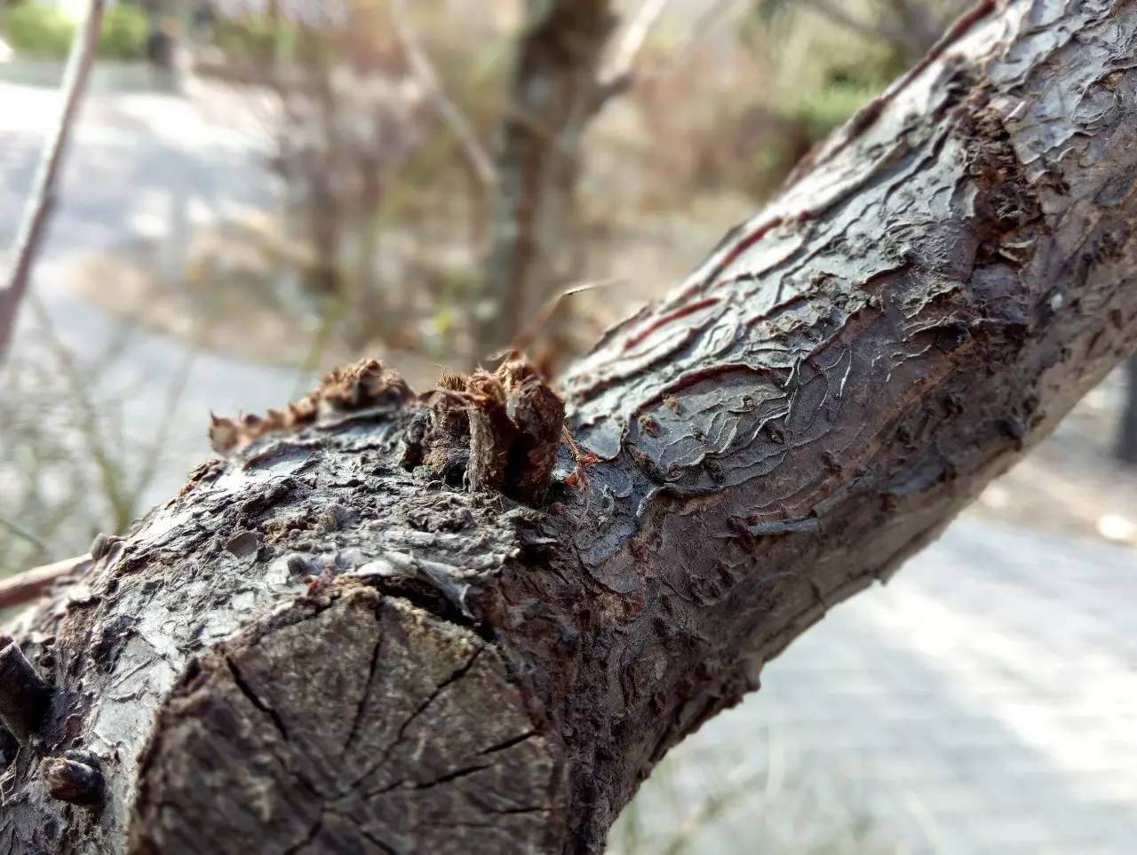 金立S9的怎么样,金立s9评测图片