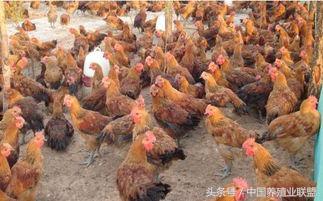 国鸡行情,国鸡行情最新