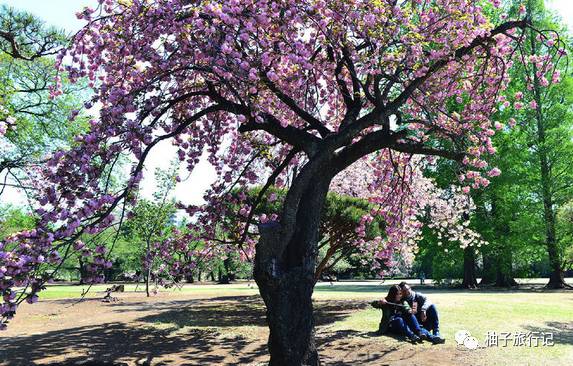 樱花旅行记全集视频,日本樱花7日游攻略大全