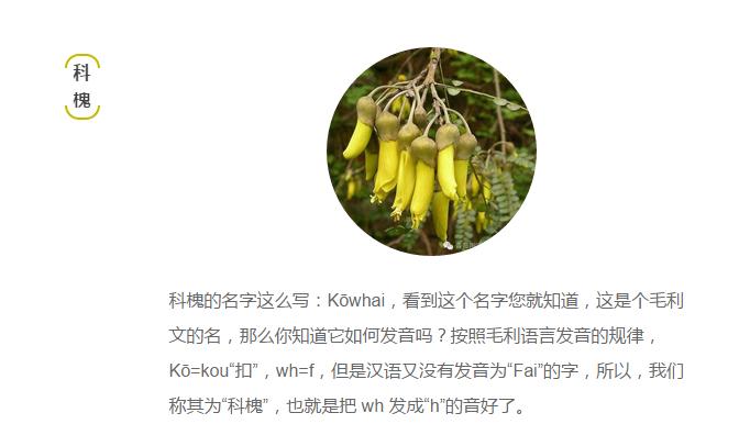 介绍新西兰特色的视频,新西兰植物