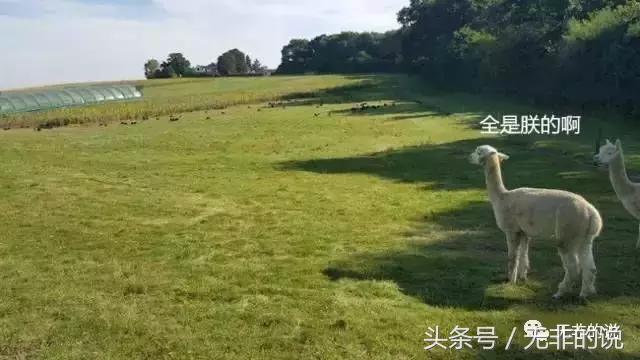 八骏图徐悲鸿,八骏图国画