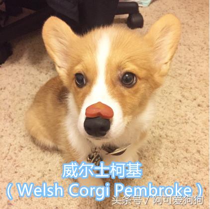 超级好看的大耳狗,短尾立耳狗