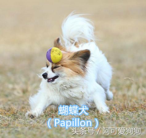 超级好看的大耳狗,短尾立耳狗