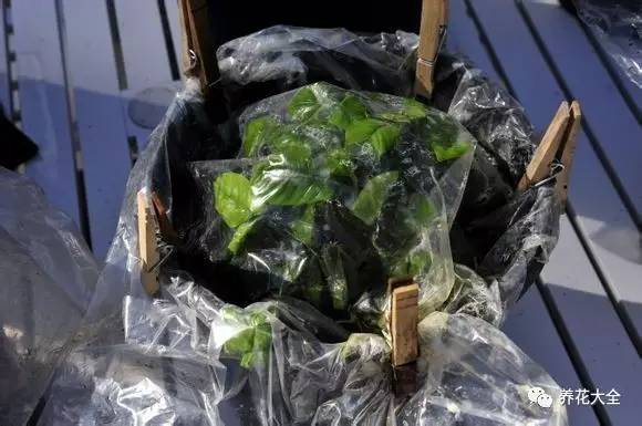 快死的花埋沙里能救活吗,快死的花