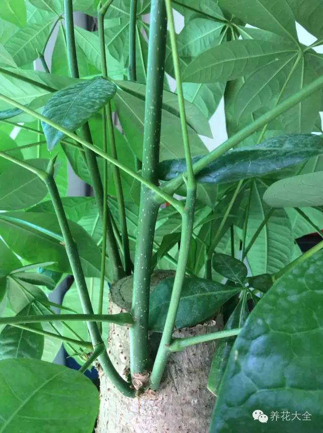 快死的花埋沙里能救活吗,快死的花