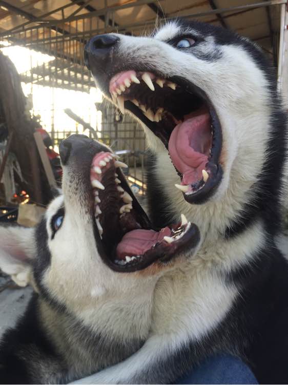 男子养的哈士奇冲着他笑,男子养了3只二哈