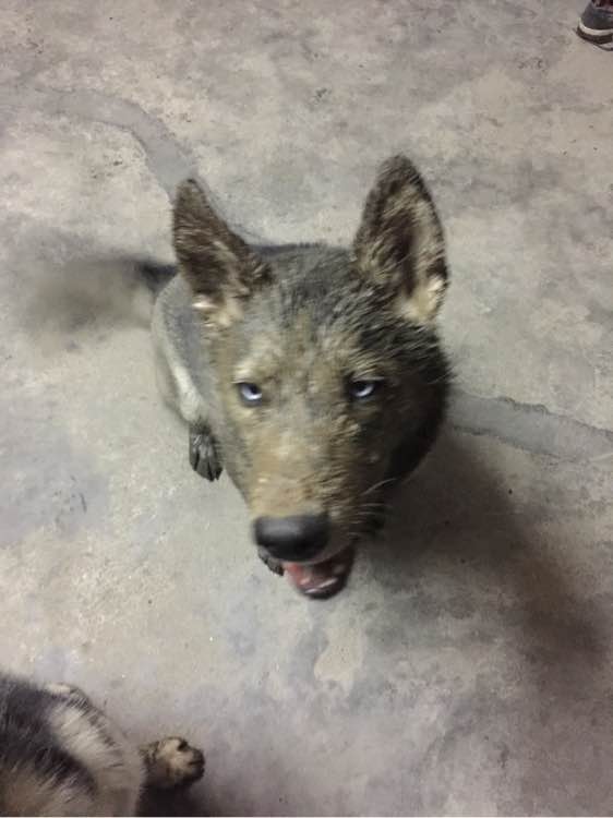 男子养的哈士奇冲着他笑,男子养了3只二哈