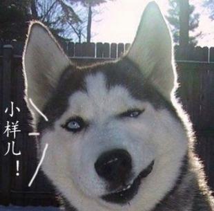 男子养的哈士奇冲着他笑,男子养了3只二哈