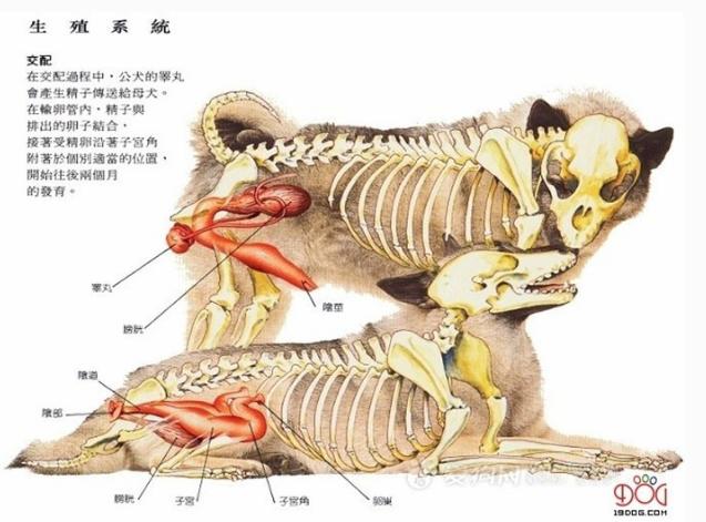 养狗前的十个忠告,养狗之前需要知道的事