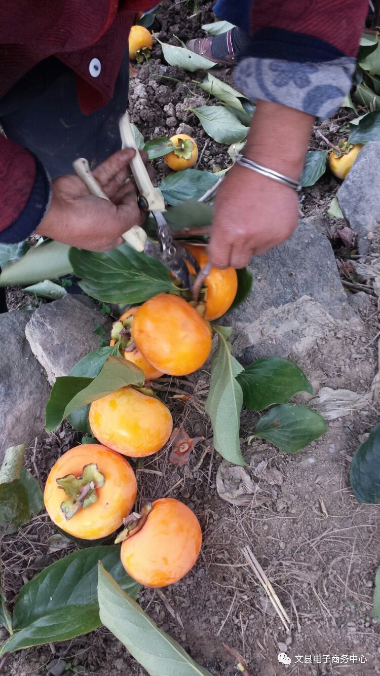 文县贾昌一个“胖子”变”瘦子“的过程