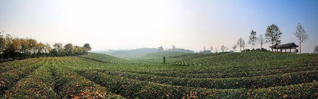 九峰万亩茶园,九峰森林动物园好不好玩