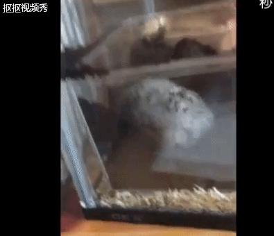 仓鼠知不知道自己的窝里脏,仓鼠发现存粮被清理