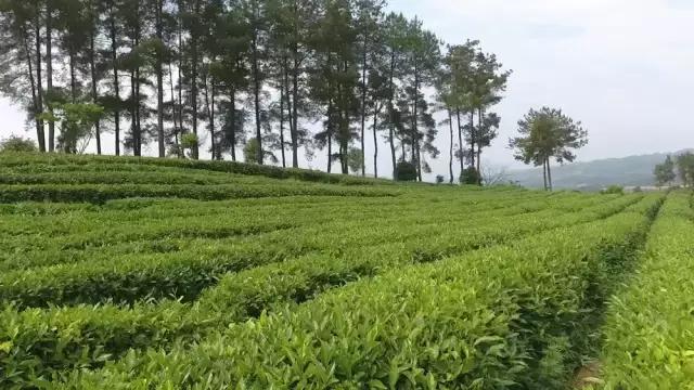 最著名的古丈毛尖茶品牌,中国十大名茶古丈毛尖