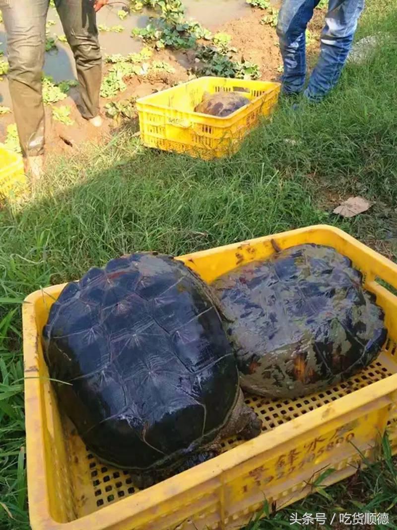 顺德有一家农庄,广东顺德生态农庄