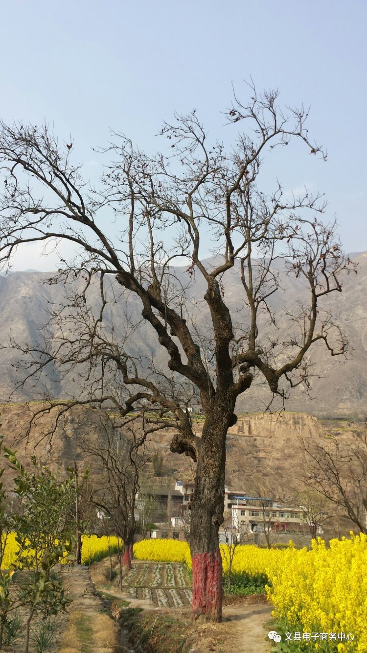 文县贾昌一个“胖子”变”瘦子“的过程