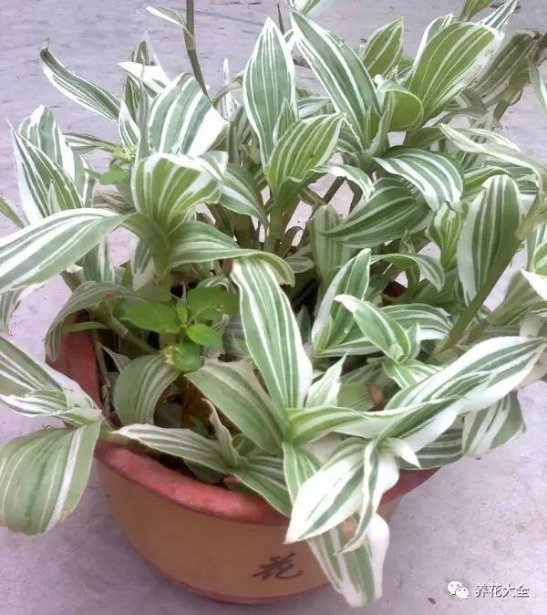 吊兰的种类有哪些哪种适合室内养 (10种公认最好养的花吊兰)