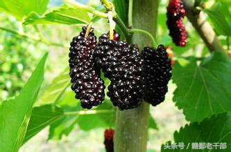 治疗慢性咽炎支气管炎的中药,慢性咽炎加慢性支气管炎吃啥中药