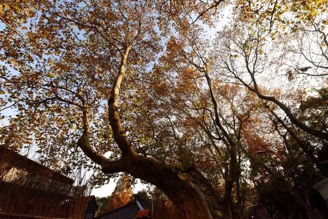 你恨谁就转给谁吧！到岳阳路看蒙古大叔，跟俞菱吃希腊大餐