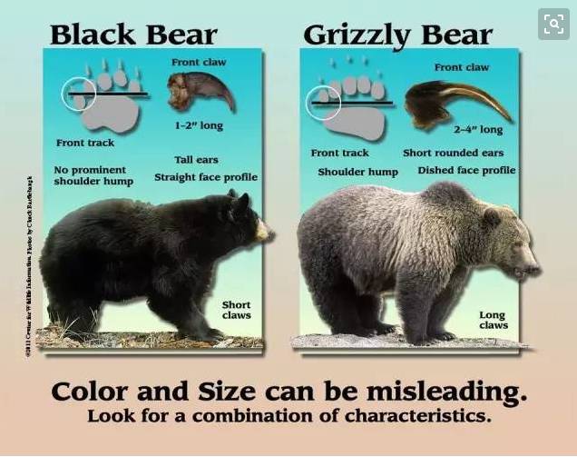 野外棕熊来袭,野外遇到棕熊袭击怎么办