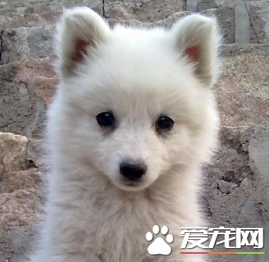 公银狐犬和母银狐犬的区别,银狐犬幼崽和成年银狐犬的样子