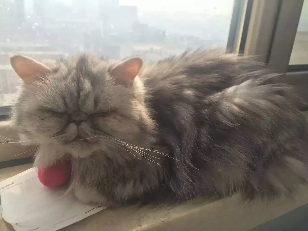 波斯猫眯着它的双眼抖音,波斯猫的眼神