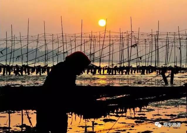 鱼我所欲也，紫菜亦我所欲也~2016翔安海岛旅游节欢乐登场