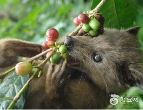 巴厘岛金兔咖啡真的吗,巴厘岛金兔咖啡的正确喝法