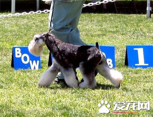 迷你雪纳瑞怎么喂钙片,迷你雪纳瑞怎么喂食
