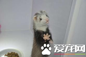 宠物貂生活习性宠物貂顽皮活泼生性好动