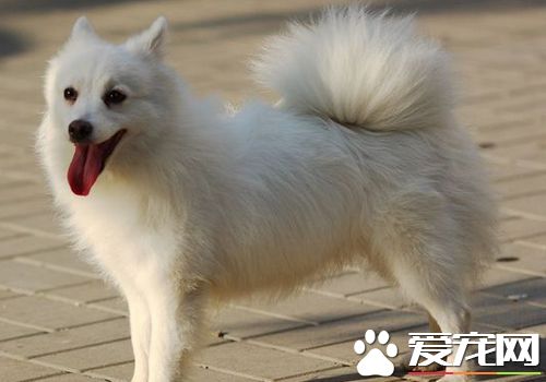 如何训练银狐犬大小便训练银狐犬定点大小便