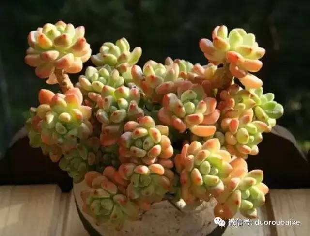 罗琦跟劳尔,罗琦和劳尔最新视频