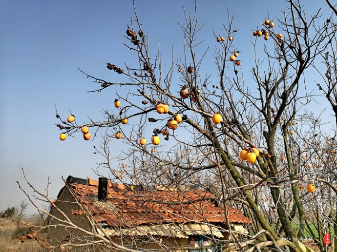 青岛哪里可以泡冰水浴,青岛什么地方可以泡温泉泡澡