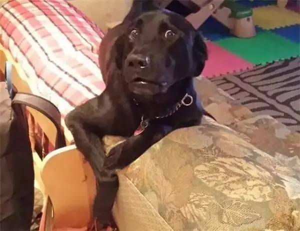 鍋氬畬鍧忎簨灏辫窇鐨勭嫍,鍋氫簡鍧忎簨瑁呭偦